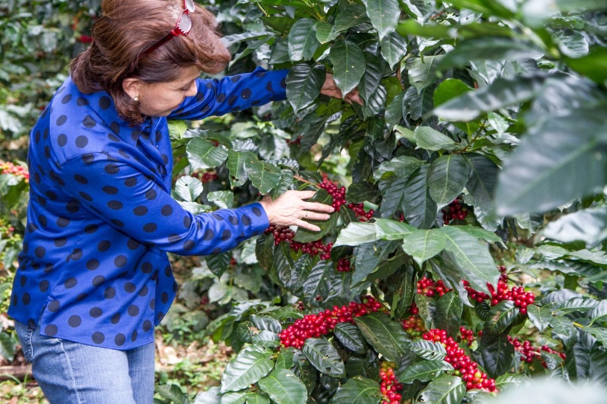 producteur - Ana Maria Albir Sotomayor, cofondatrice de Cafétos de Segovia